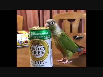 ぺろぺろインコ全身