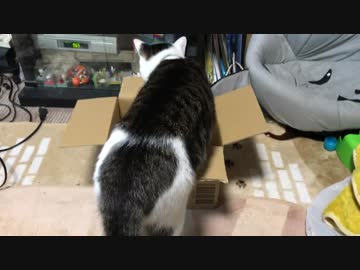 猫に小さな段ボール箱を勧めてみた。