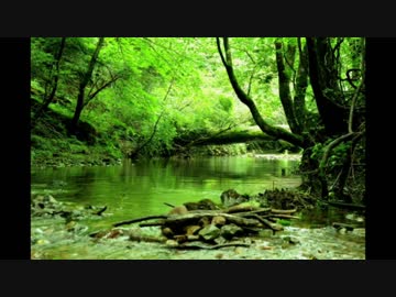 【癒し】小鳥のさえずりと渓流のせせらぎ（睡眠用BGM・作業用BGM）
