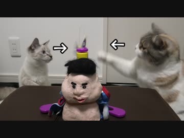 蝶々のおもちゃで遊ぶ猫