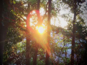 【癒し動画】小鳥のさえずり（睡眠用BGM・作業用BGM）