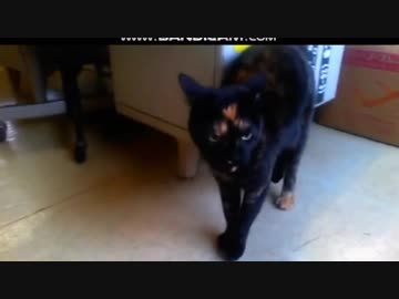 猫は家を覚えているか？①