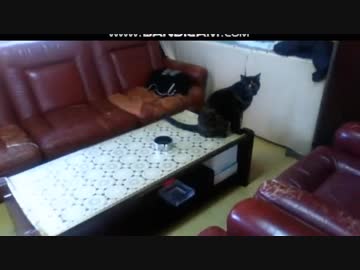 猫は家を覚えているのか？②