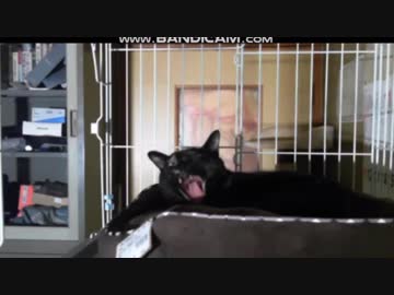 執事の奇声と猫の様子