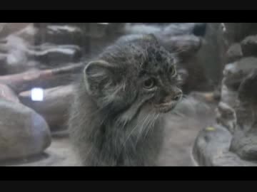 恥ずかしい場面のマヌルネコ(上野動物園)