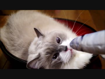 ニシンたぬこそば