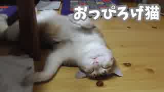 おっぴろげ猫アイちゃんが安定の寝相で落ちてるw