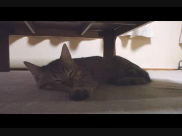 仔猫と生活#20「リラックス」