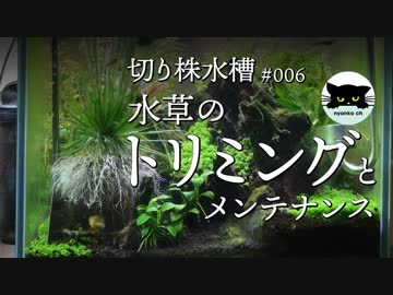 【切り株水槽#6】水草のトリミングとメンテナンス