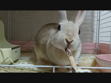 かじり木をなめるうさぎさん