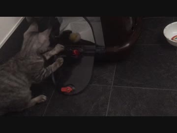 自分の尻尾を追いかけるシャロ【18日目！】