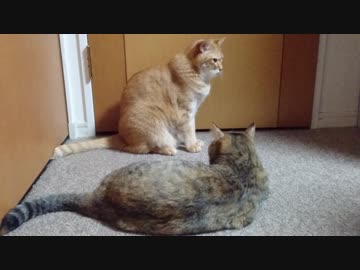 拾いねこ＠生後2317/2284日目　姿勢の良い月音さん。