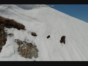 クマ親子に試練