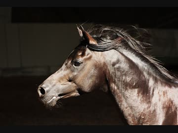 ゆっくりが解説する地方競馬列伝　第２８話