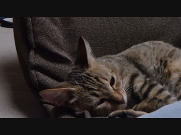 仔猫と生活#22「返して・・・」