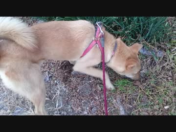 くさのなかにいる