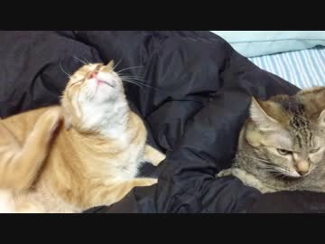 拾いねこ＠生後2319/2286日目　のんびり休日満喫中