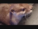 [宝の隠し場所]宝物の青い小石を器用に二つ持つカワウソ