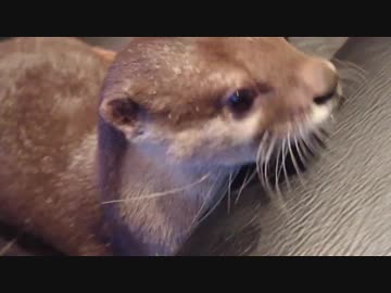 [宝の隠し場所]宝物の青い小石を器用に二つ持つカワウソ