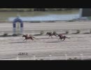 2018年11月3日高知競馬1R 今年は京都ＪＢＣ(C3-15組) アローヘッドワン