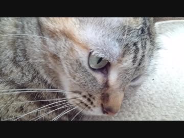 拾いねこ＠生後2320/2287日目　遊んでもらって楽しいモード