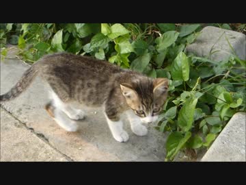 何かを合図する子猫について行ったら意外な結果に