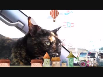 旅猫あずきの日本縦断の旅