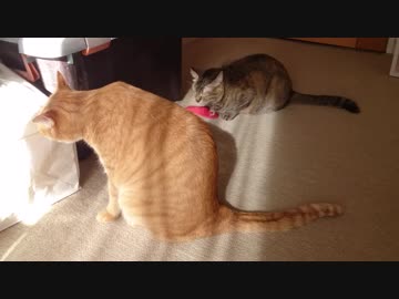 拾いねこ＠生後2321/2288日目　月音さんおこ。