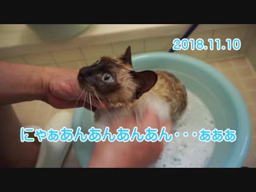 【HR299】にゃぁあんあんあんあん・・・ぁぁぁ【猫】