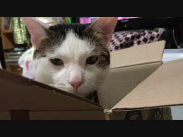 突然、段ボール箱に沈んでいく猫