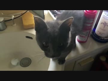 【エミリアたん】仁義なき戦い！ゴルフボール編【子猫】