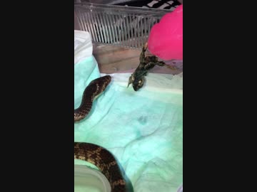 食べ方が可愛いサキシママダラ
