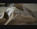 フェレット用の滑り台を作ったら、フェレットは滑ってくれるのか？#162