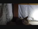 仔猫と生活#25「猫はコタツでリラックス」