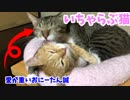 いちゃらぶリア獣な兄弟猫を眺める動画。