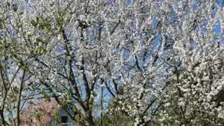 Video of Cherry Blossom Tree　鎌田節子