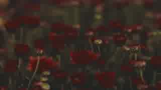Close-Up Video Of Red Flowers　鎌田節子