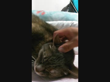 猫を撫でる
