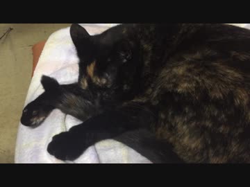 猫のシッポは別の生き物ｗ