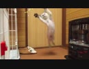生後2ヶ月の子猫がはしゃぎまくる秘蔵映像