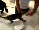 死ぬ気でエサを死守する子猫。。