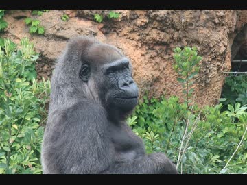 晩年の人生を生きる：国内最高齢のゴリラのピーコさん(上野動物園)