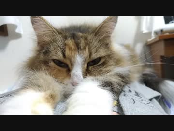 腹の上でくつろぐ猫