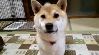 【柴犬】犬語でお願いします