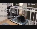 【TWC】うんこちゃん『暇をつぶす男』2/4【2018/11/11】
