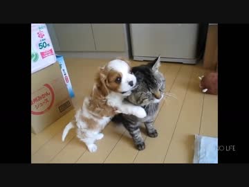 犬と猫　