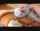 痛すぎる！噛みつきまくる猫に泣かされる飼い主