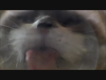 ペロペロたぬこ