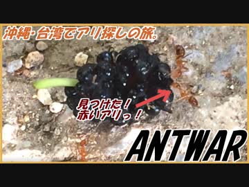 沖縄台湾でアリ探しの旅。果樹に群がる赤いアリを見つけた！