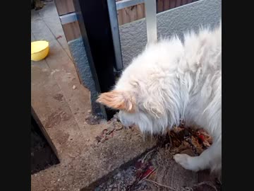 老犬ダンの症状